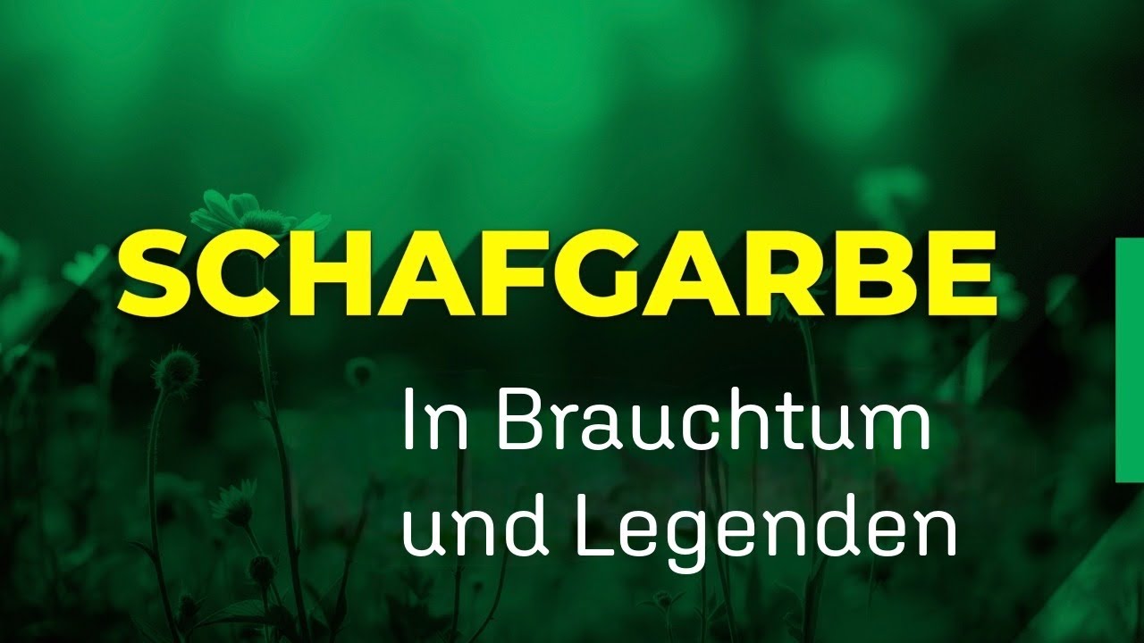 🌿 Schafgarbe – Heilkraft, Brauchtum, Legenden | Grüngeweihte Pflanzen|