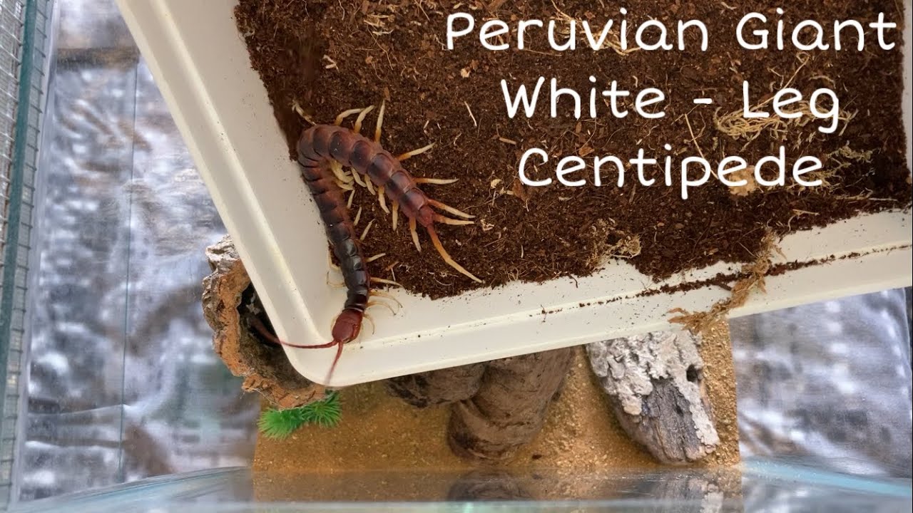 Scolopendra Gigantea Giant Centipede Housing