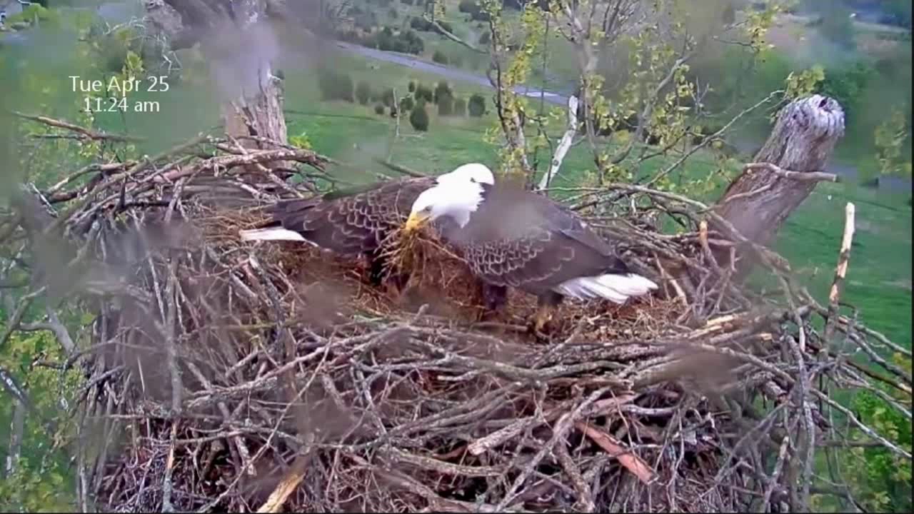 April 25, 2017 - NCTC Eagles -  Daily Highlights - Wind - Rain - Restorations