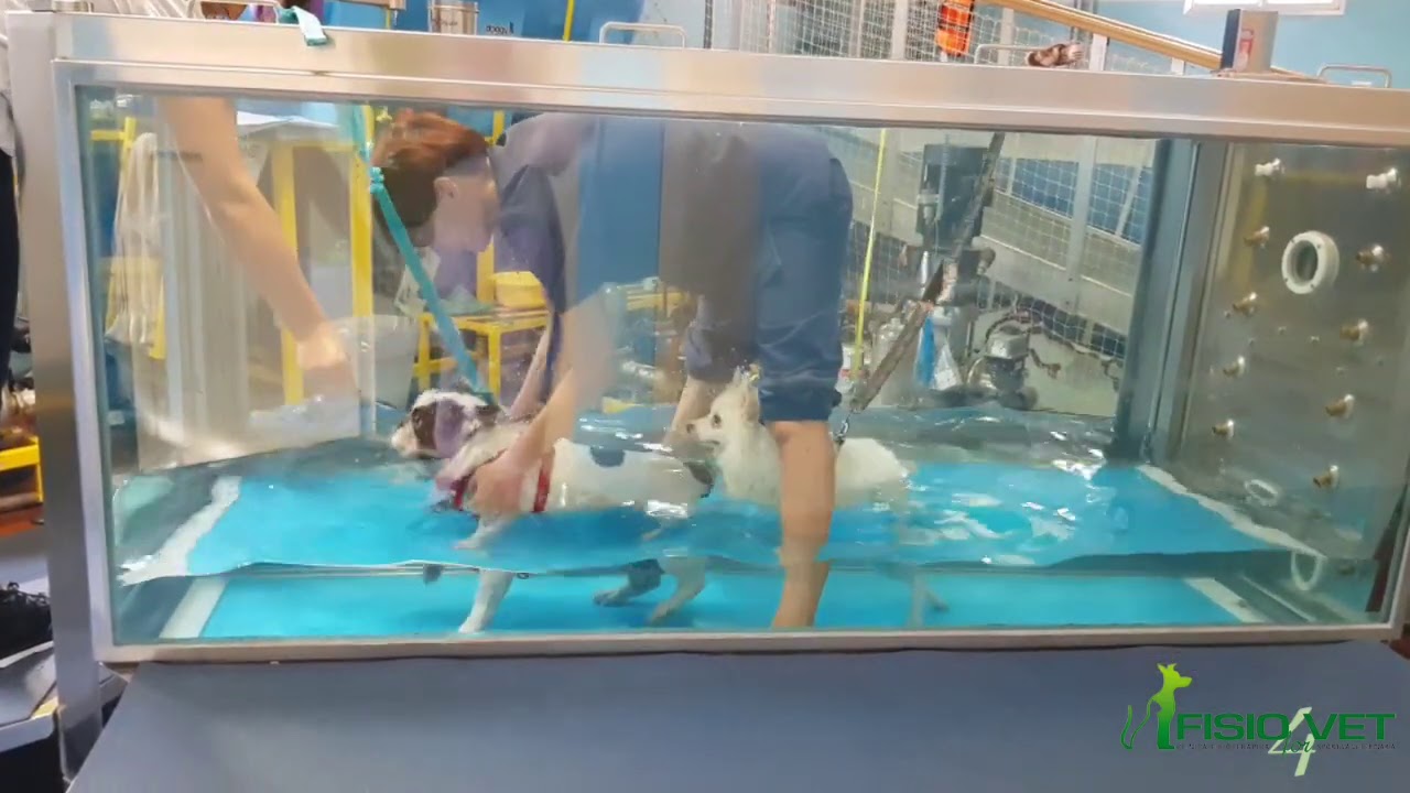 Bouledogue francese Tyson con ernia al disco cervicale fa underwater treadmill insieme a Charlie