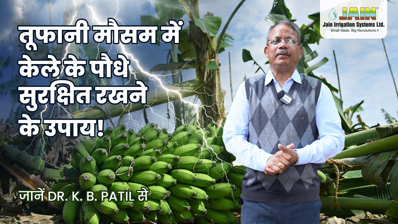 🌧️ केले की खेती में मूसलाधार बारिश का खतरा: बचाव के लिए जानें Tips & Tricks🚨