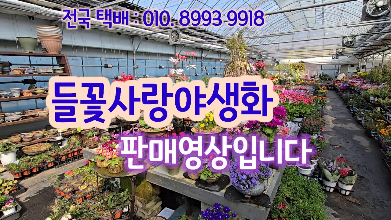 #야생화전문 #들꽃사랑 #연중무휴 #택택배전문 #매장:경기도 남양주시 덕릉로1140ㅡ28 