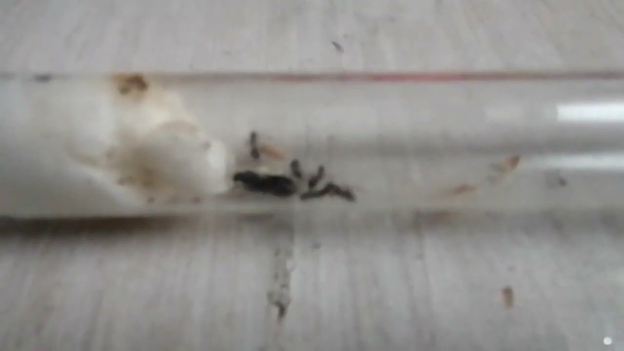 Ant-icipating Appetites: The Ultimate Guide to Feeding Ants of Every Variety!