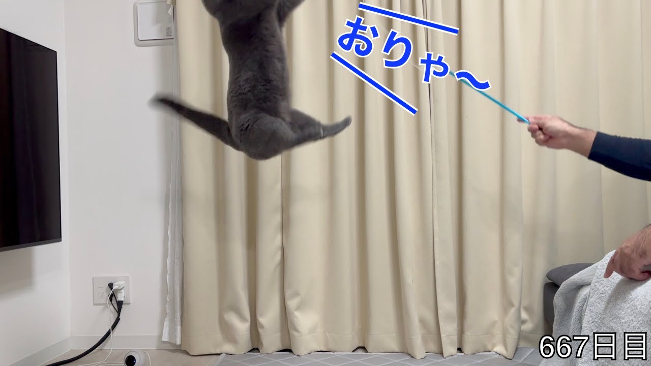 【スコ猫トト君】トト君の連続ジャンプが見たい！！！