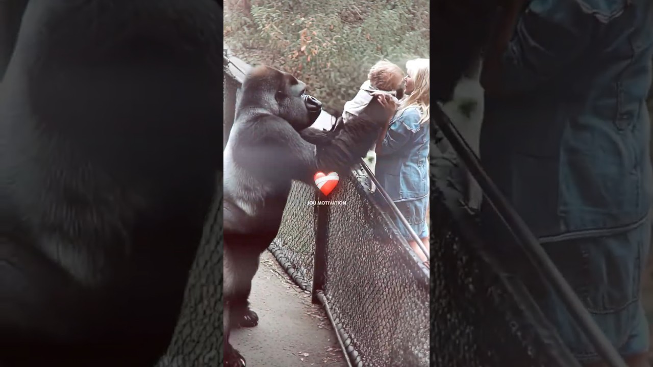 She Ended Up in the Gorilla&rsquo;s Cage&hellip; But He Did This 🥹