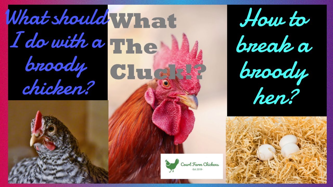 What to do with a broody chicken, how do I know my chicken is broody? Raising Chickens