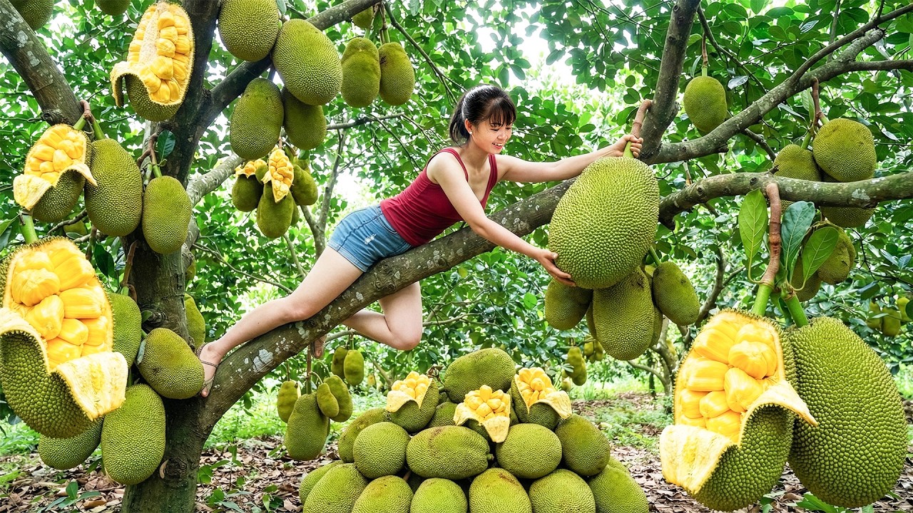 [REWIND TIMELAPSE] -- 157Days Harvesting Giant Jackfruit Ripening On The Tree Go To Sell