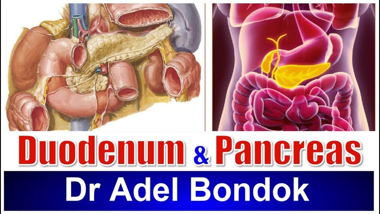 Duodenum and Pancreas, Dr Adel Bondok