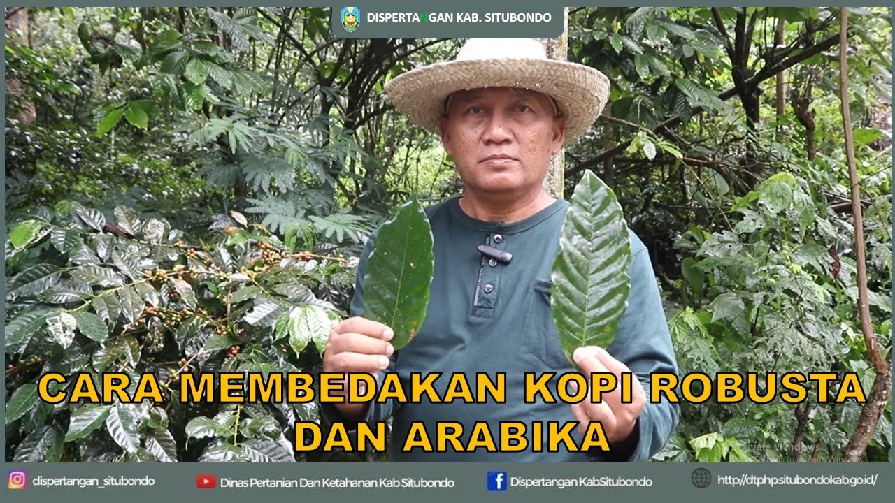 PERBEDAAN KOPI ROBUSTA DAN KOPI ARABIKA