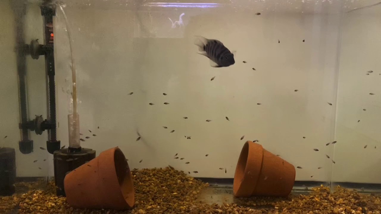 Black Convict Cichlid Breeding