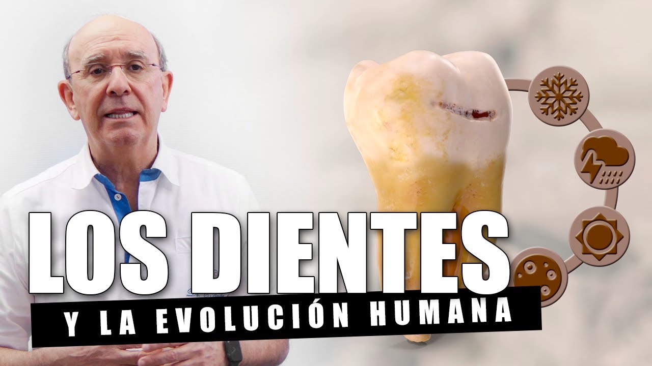 Dientes: lo que cuentan sobre nuestra evolución 🔬