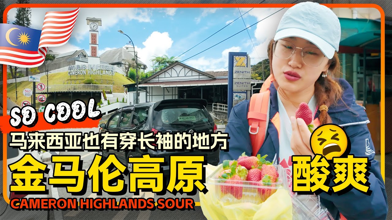 马来西亚🇲🇾怡保-金马伦高原 马来西亚穿长袖的地方 草莓酸到翻车 老外比本地人多 | Cameron Highlands