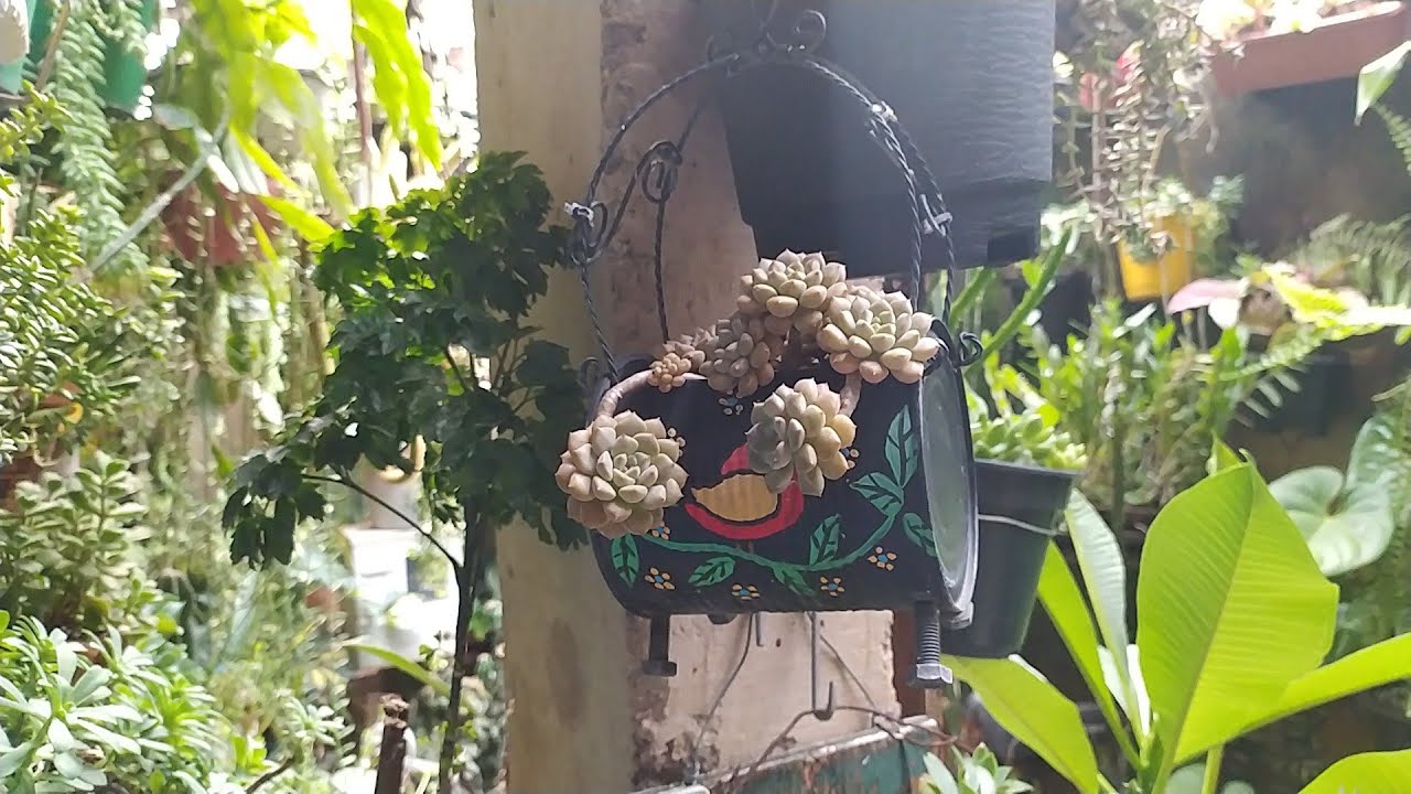 Criando experiências novas e decepções/dias chuvosos plantas felizes 