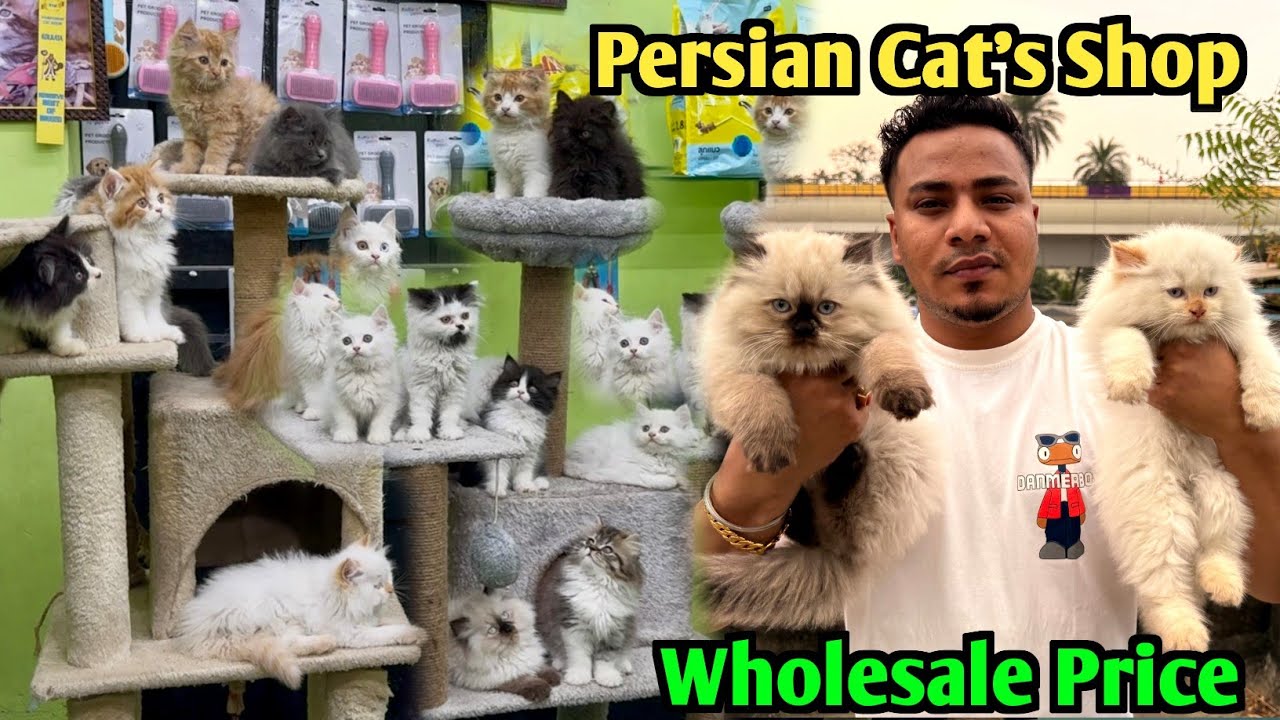 Persian Cat's Sale in Wholesale Price. Cat Market in Kolkata. Kolkata Cat Market.