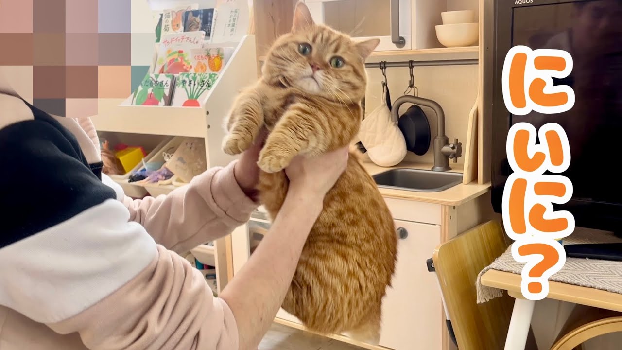 2ヶ月ぶりにお兄ちゃんに会った猫が別れ際にコタツの中に隠れてしまった理由とは...？ 
