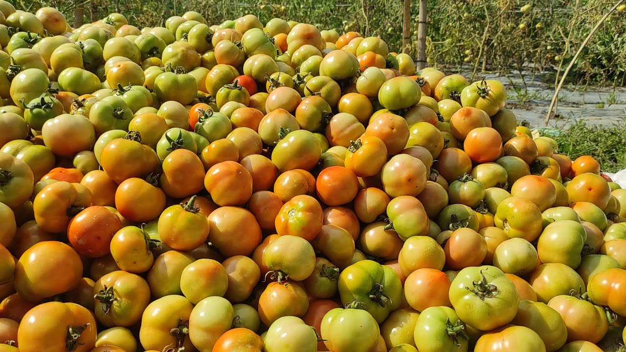 আগাম টমেটো আজকে প্রথম হারভেস্ট করলাম