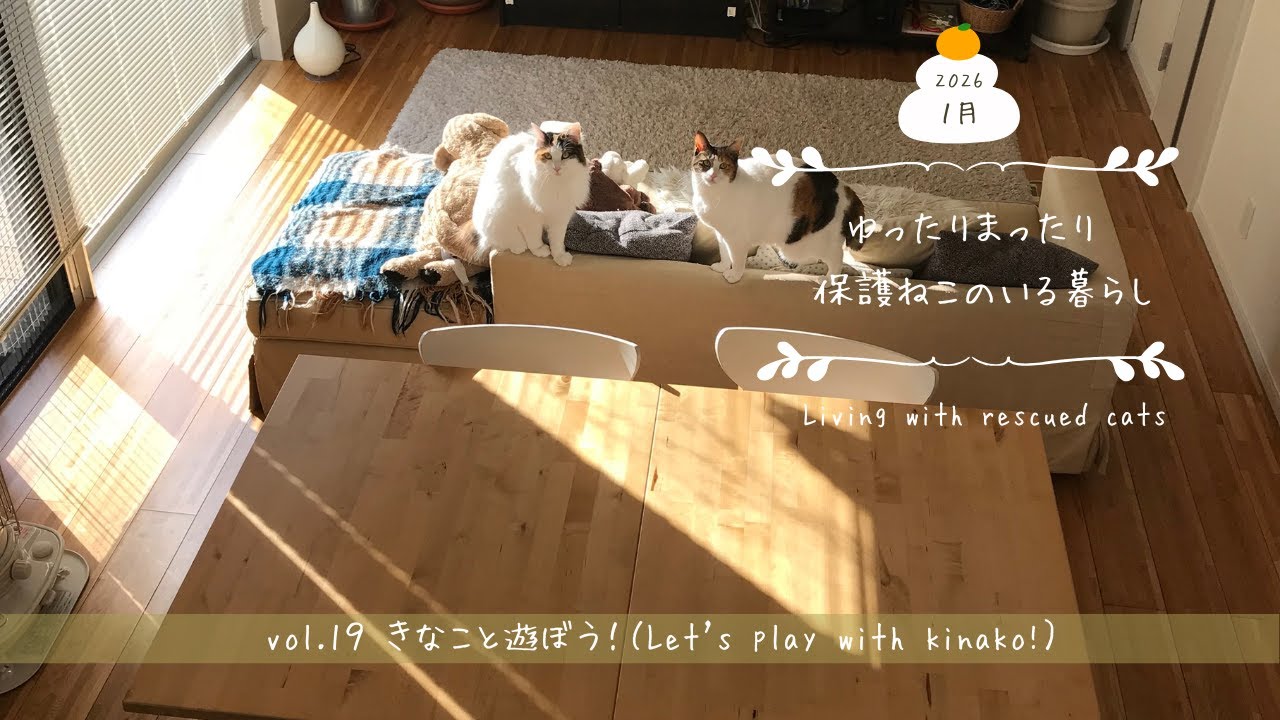 ゆったりまったり保護ねこと暮らすvol.19（I live a relaxed life with three rescued cats.）/今日のおやつ/真穴みかん/おまけ/きなこカタツムリ