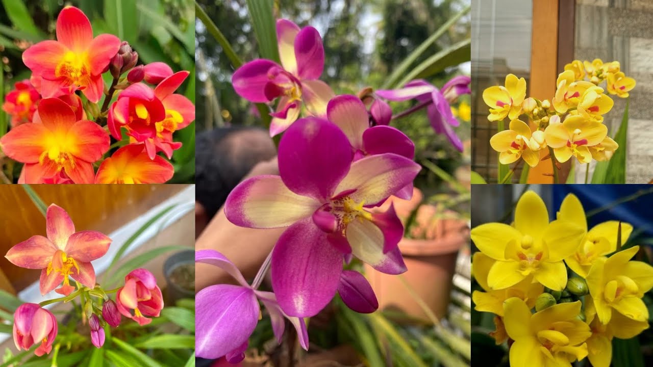Rare Variety Ground Orchid starting at 50!!|Ground Orchid|Plants|Zahar Gardens|