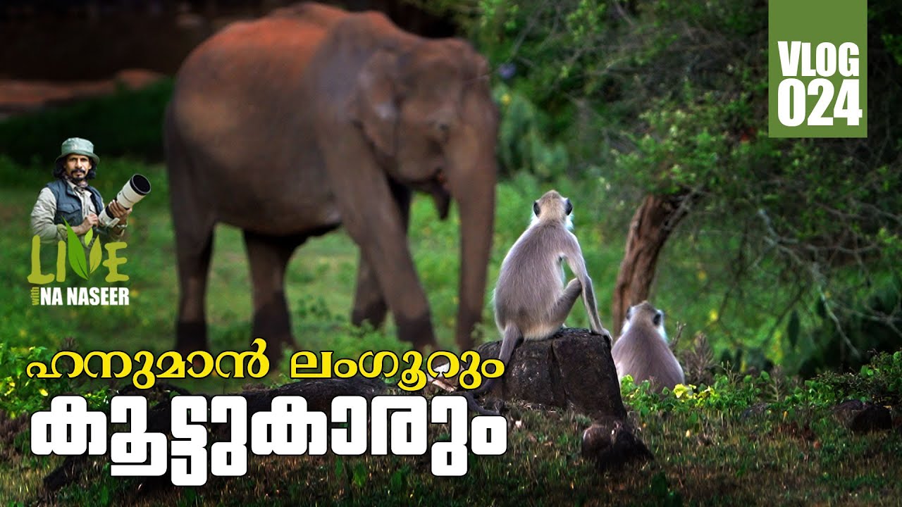 LIVE WITH N.A.NASEER#HANUMAN LANGOOR- #ELEPHANT EX#VLOG  024