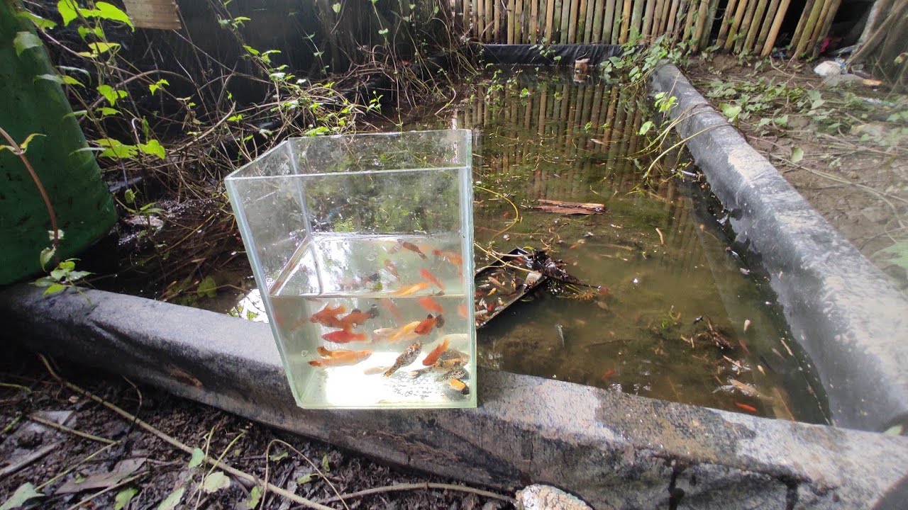Rescuing hundreds of assorted mollies from abandoned pond.