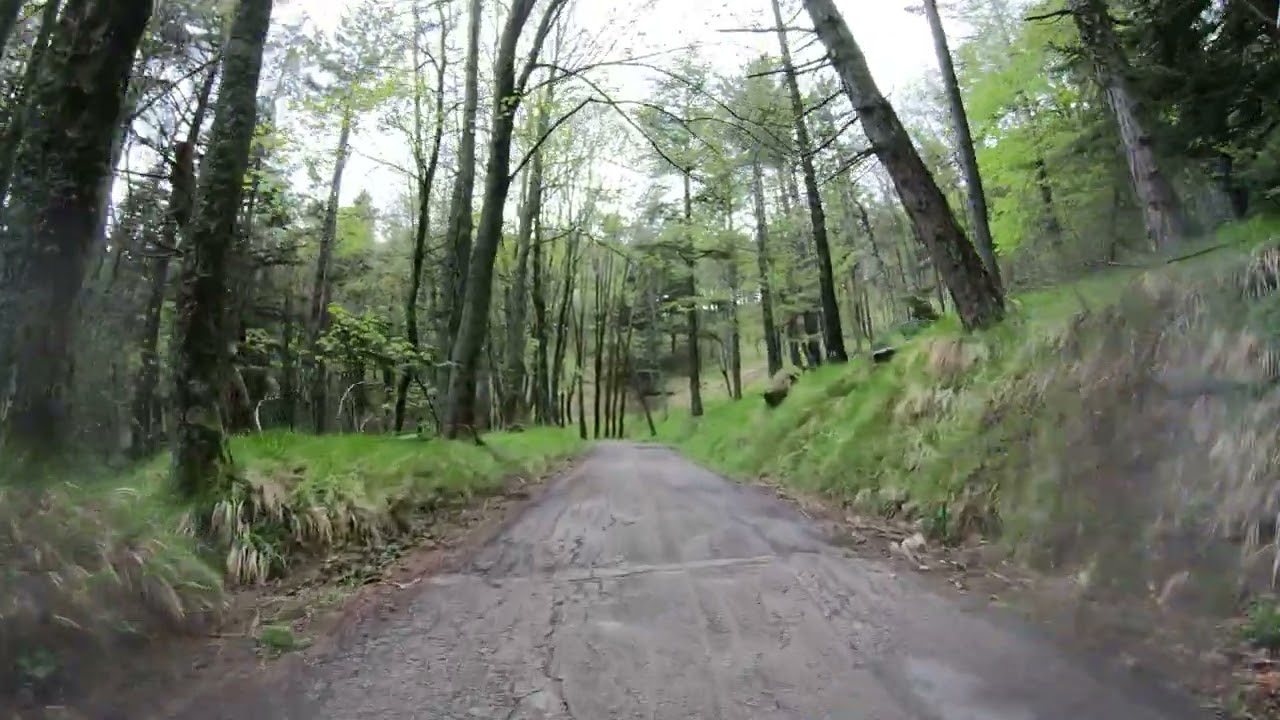 Marco Pantani. Road cycling/Climbing Monte Carpegna the training climb for Marco Pantani 6 of 7