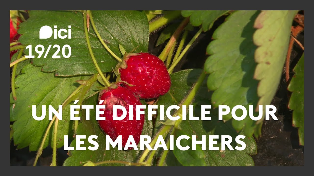 Les maraichers de Loire-Atlantique en difficult&eacute; en raison des conditions m&eacute;t&eacute;o