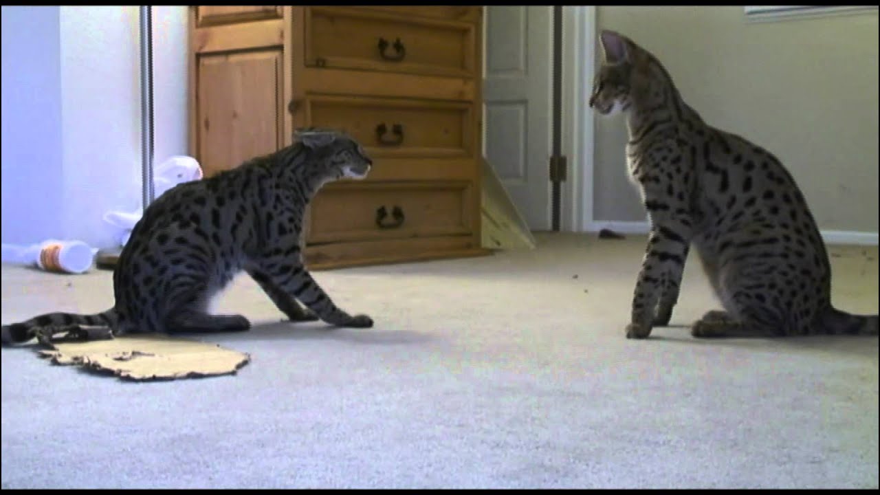 Savannahs, Moja vs Ruby (F1 vs F1)  2010
