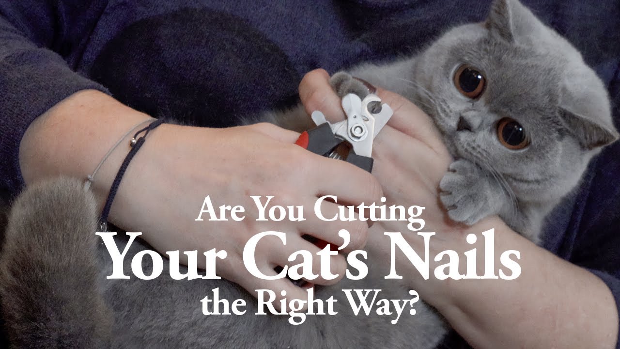 Trim Your Cat's Nails Like a PRO! | Step-by-step Guide
