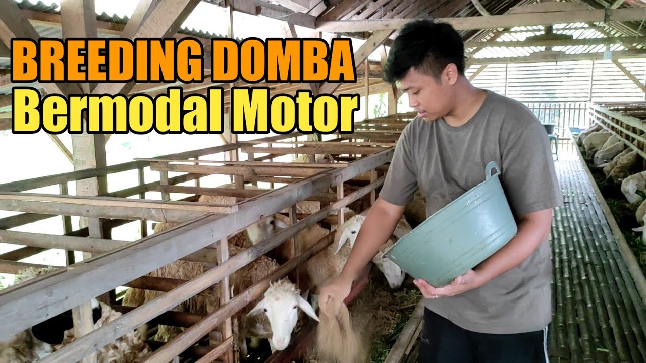 Peternak Muda Sukses Breeding Domba Modal Motor kini jadi 100 Ekor lebih belum di Panen.