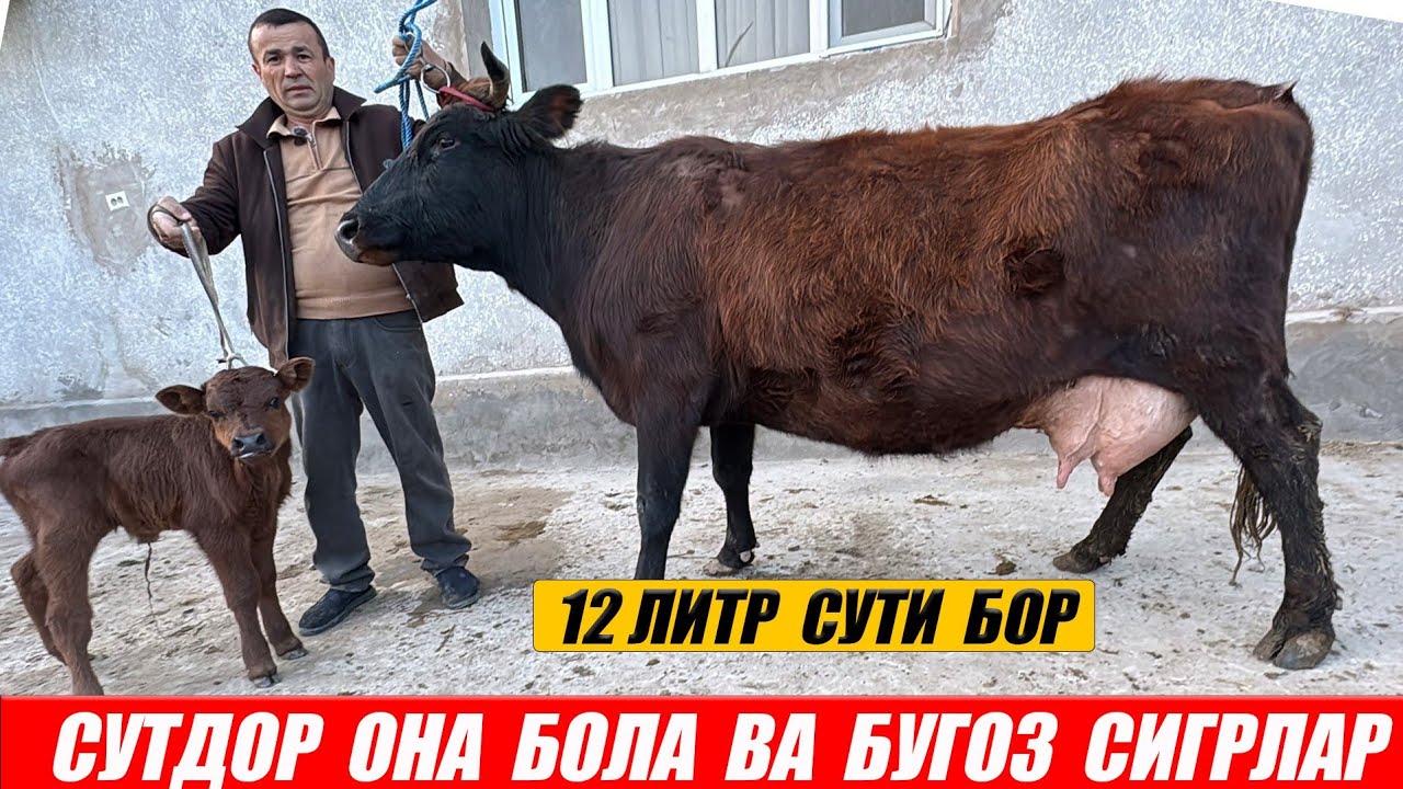 ОНА БОЛА ВА БУГОЗ СИГРЛАР МУЗСФФАР ОГА16 апреля 2026 г.