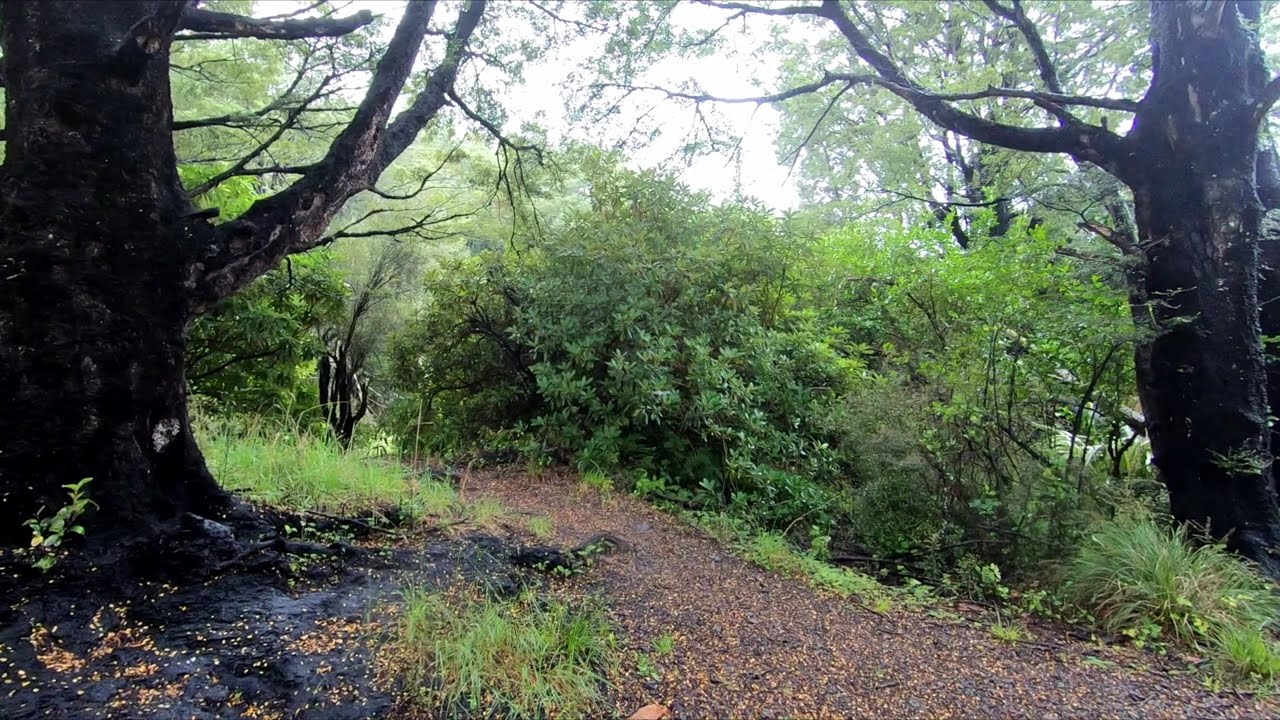 Forest walk, Slow reveal ambient bird and river sounds
