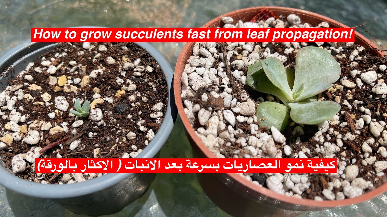 #1(tips) How to grow succulents fast(leaf propagation)كيف تنمو العصاريات بسرعة( بعد الاكثار بالورقة)