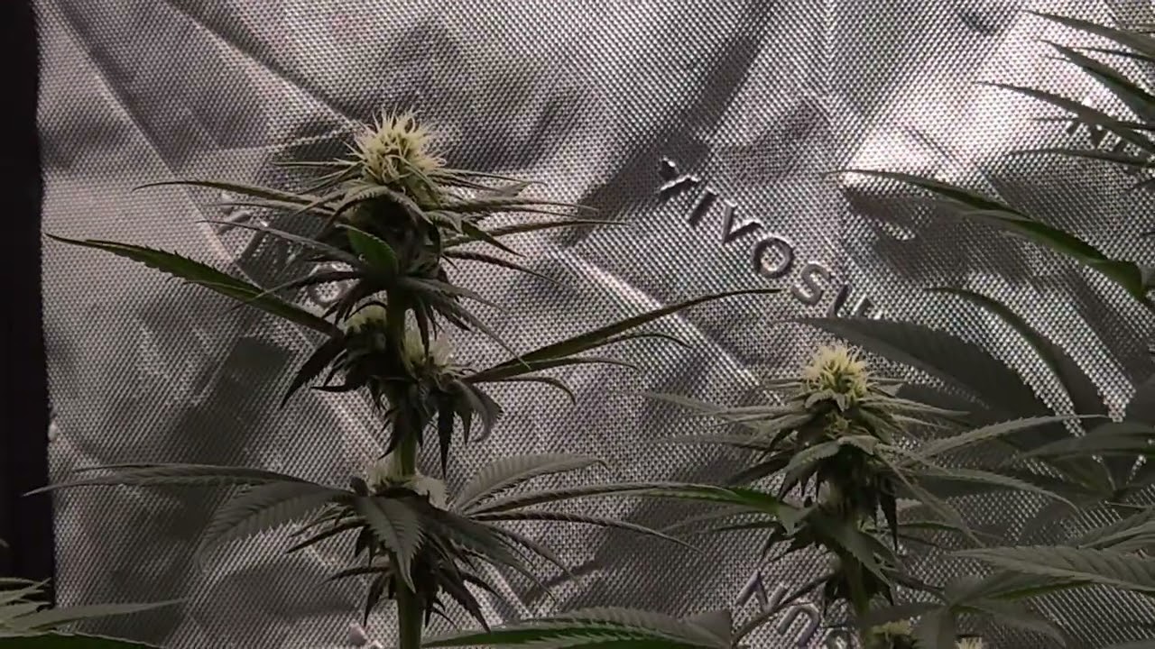 Sour diesel crosses grown in living soil genetics from Clearwater genetics. #sourdiesel #420 #buds 