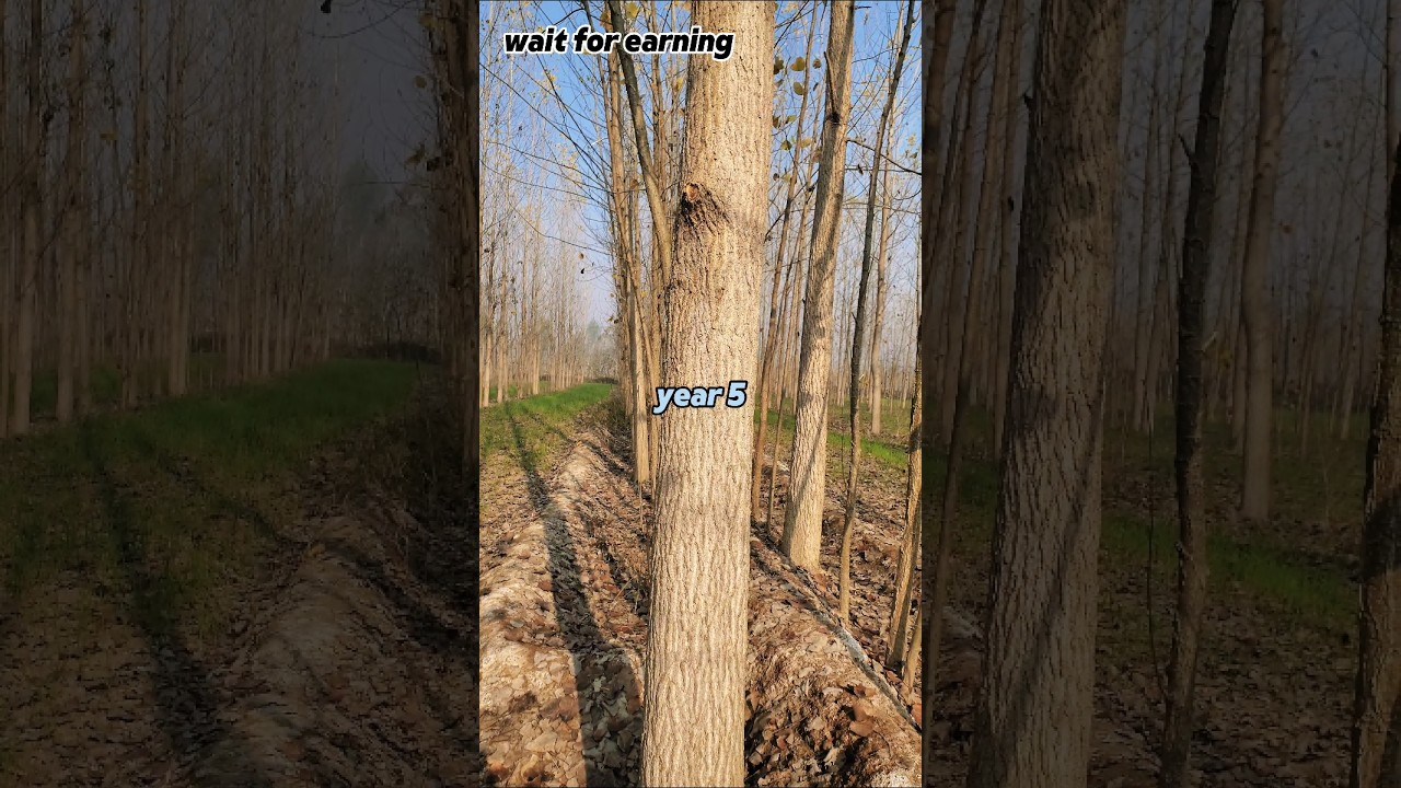 Poplar trees techniques 