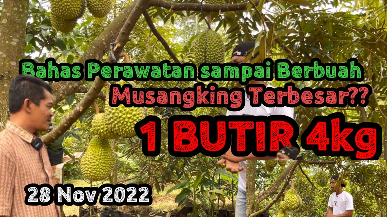 CARA MERAWAT DURIAN MUSANG KING AGAR CEPAT BERBUAH ALA PAK BROTO KEMRANJEN BANYUMAS
