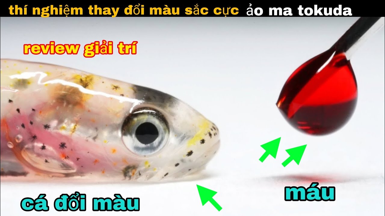 Thí nghiệm đổi màu cơ thể 