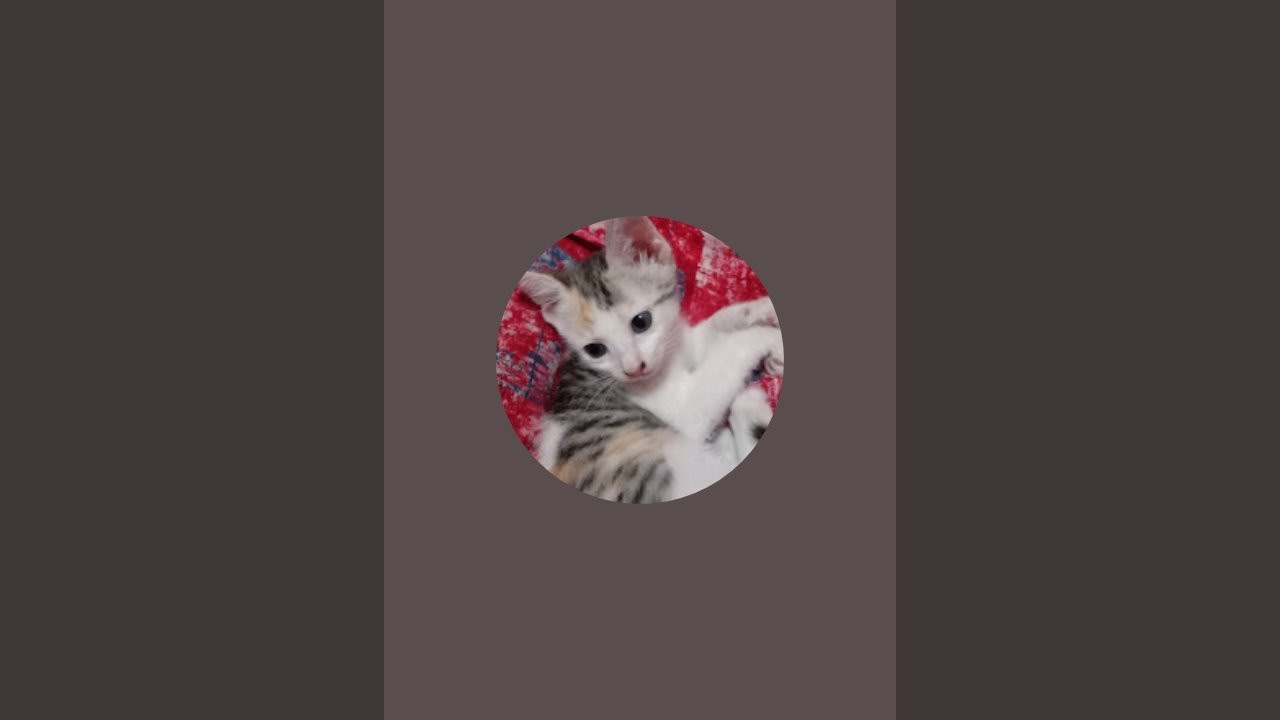 Happy and funny Cat videos