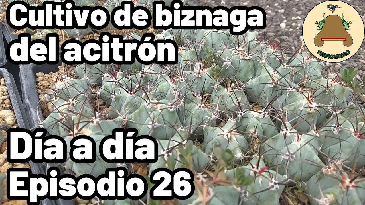 Cultivo de biznaga del acitrón. Día a día en un vivero de suculentas. Episodio 26