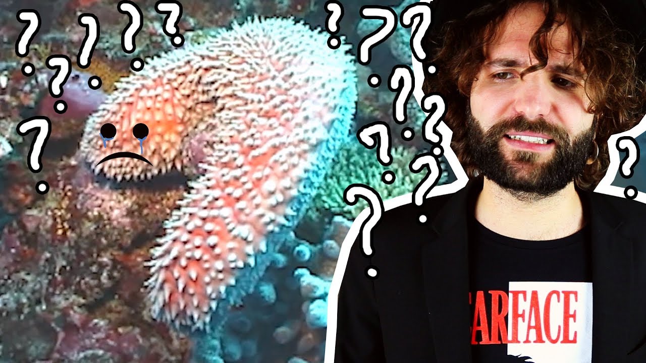 La dura vita del cetriolo di mare - SCIENZA BRUTTA