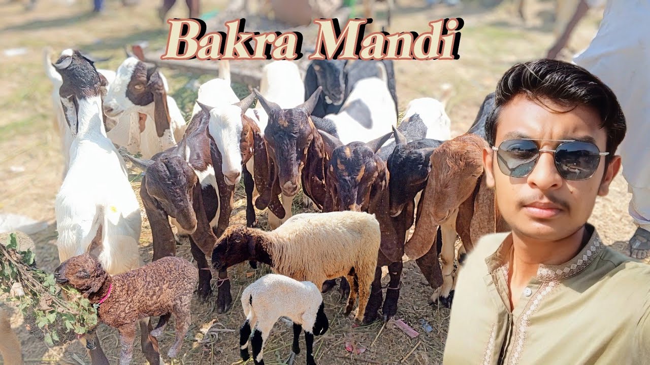 Bakra mandi Jhuddo Sindh ||🐐🐑
