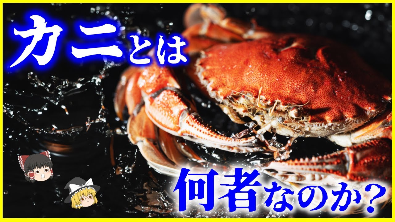 【ゆっくり解説】近年判明したカニの祖先とは…？「カニ」とは何者なのか？を解説/カニの進化の歴史とカーシニゼーション（蟹化）
