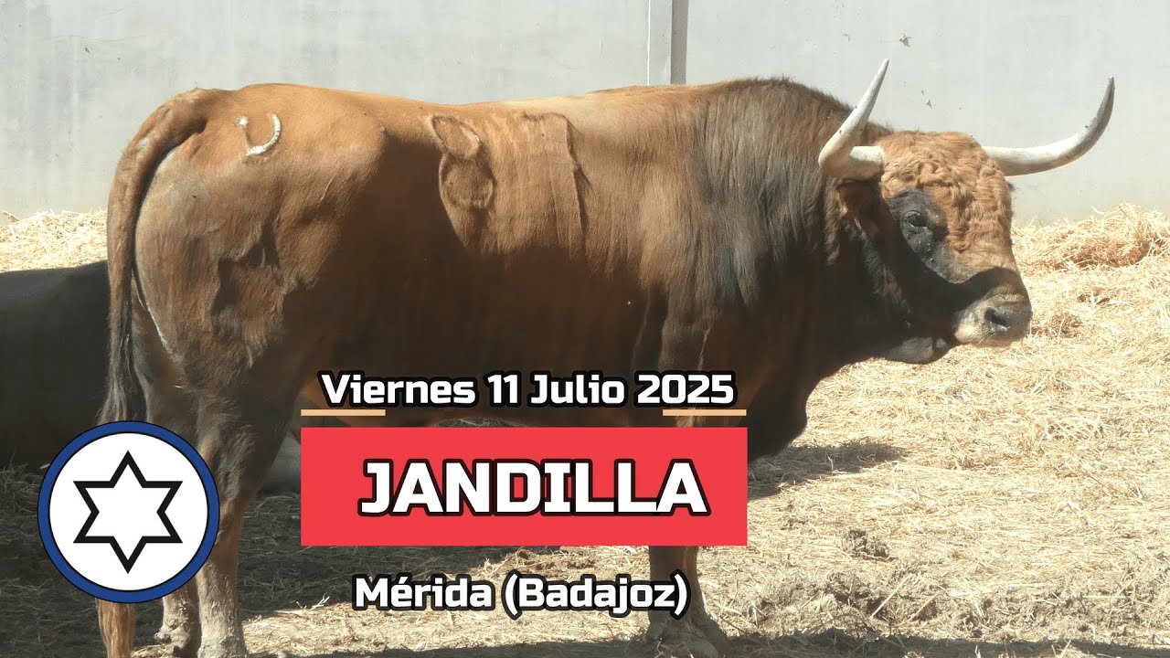 Toros 11 julio Jandilla #sanfermin2025 #encierrospamplona