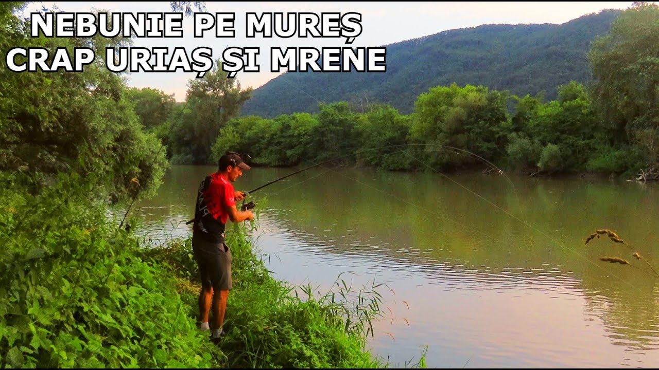 NEBUNIE de Pescuit pe Mures La CRAP SĂLBATIC si MRENE Fără Număr - Pescuit cu Mamaliga, Turtoi, Nadă