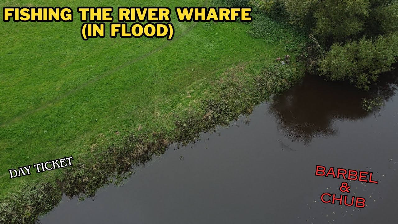 RIVER WHARFE FISHING IN FLOOD BARBEL & CHUB OCT 2023