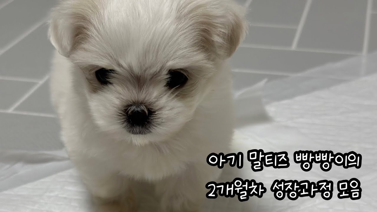2개월 아기말티즈 빵빵이의 성장과정 모음