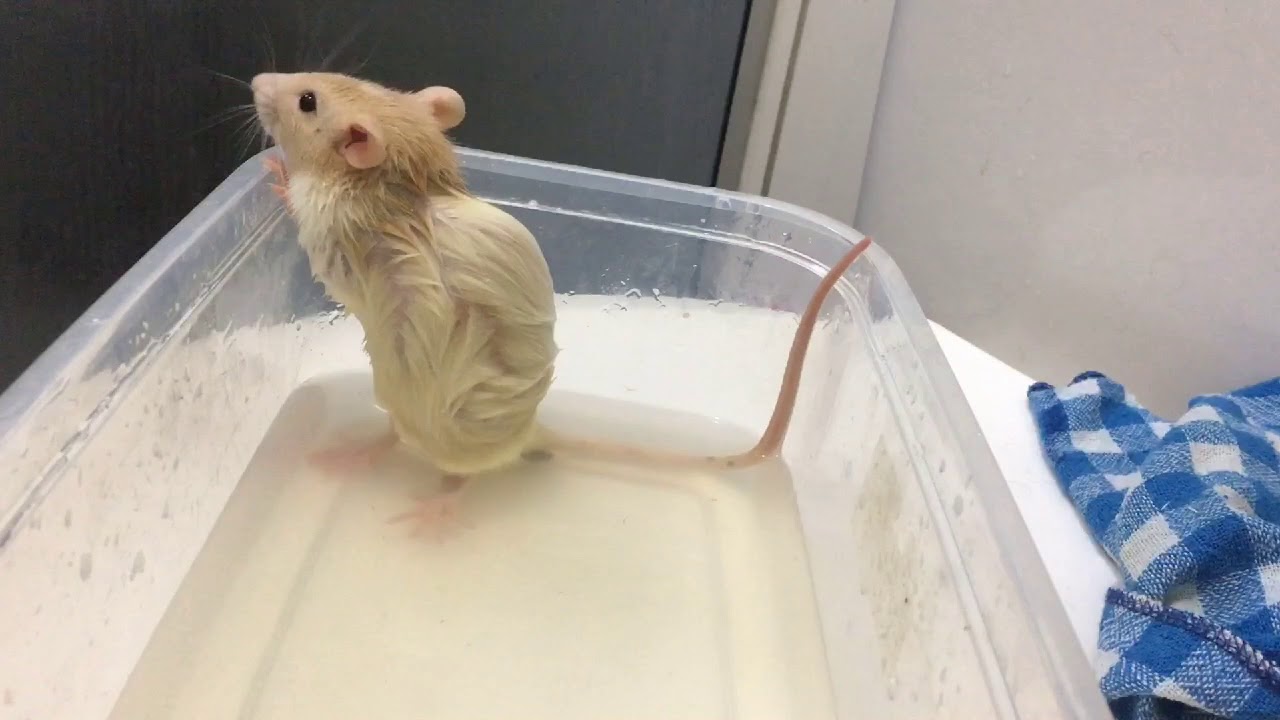 Rato tomando banho / indo pra nova casa