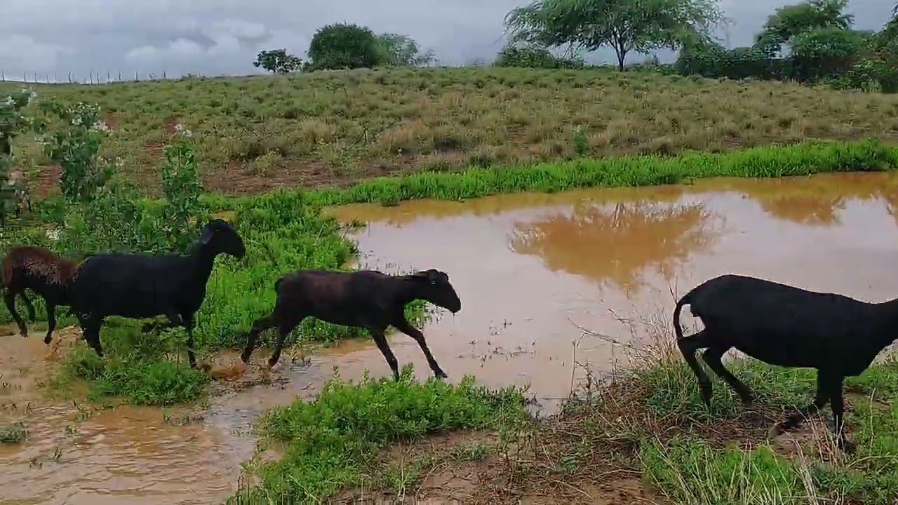 Muita chuva pela manhã hoje aqui no sertão baiano..