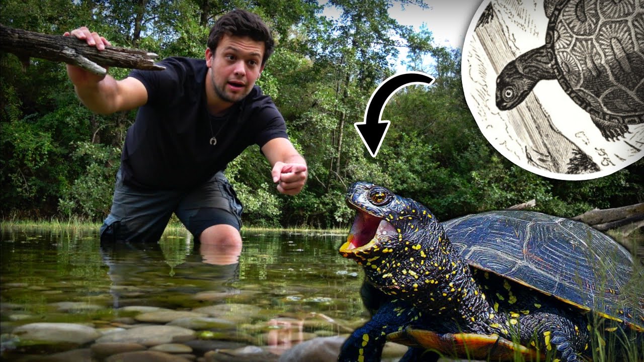 La derni&egrave;re tortue aquatique de France, tout savoir sur la cistude d&rsquo;Europe 🐢