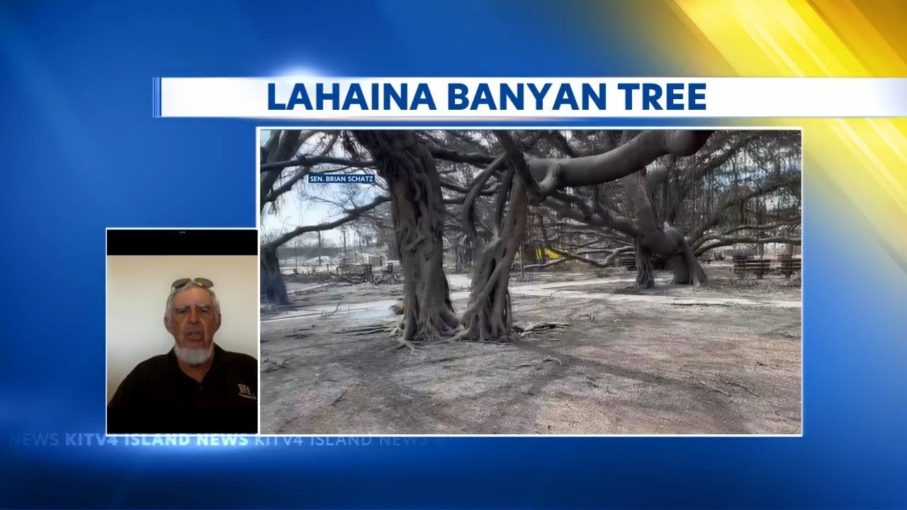 Arborist Steve Nimz shares findings on Lahaina's beloved Banyan Tree -- and if it can survive fire