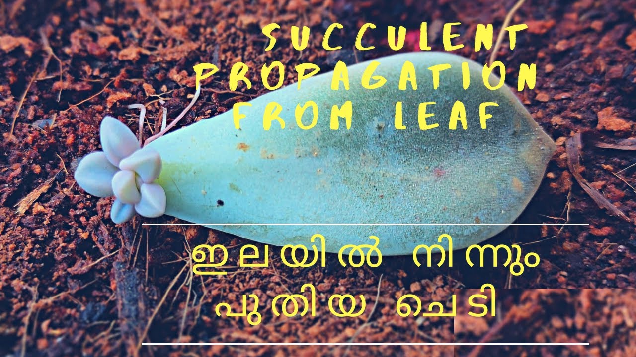 Succulent Propagation From Leaf in Malayalam